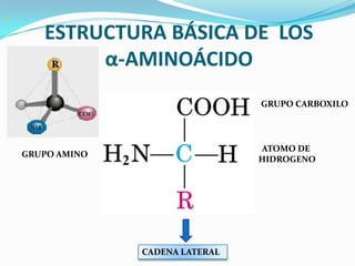 ESTRUCTURA BÁSICA DE LOS
α-AMINOÁCIDO
GRUPO AMINO
GRUPO CARBOXILO
CADENA LATERAL
ATOMO DE
HIDROGENO
 