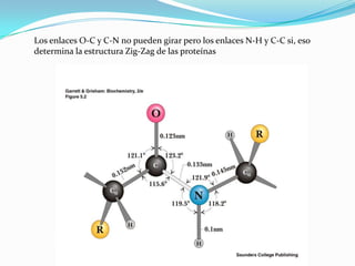 Los enlaces O-C y C-N no pueden girar pero los enlaces N-H y C-C si, eso
determina la estructura Zig-Zag de las proteínas
 