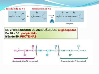 DE 2-10 RESIDUOS DE AMINOÁCIDOS: oligopéptidos
De 10 a 50 : polipéptido
Más de 50: PROTEÍNAS
residuo de aa # 1 residuo de aa # 2
 