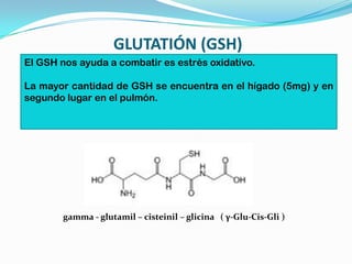 GLUTATIÓN (GSH)
gamma - glutamil – cisteinil – glicina ( γ-Glu-Cis-Gli )
El GSH nos ayuda a combatir es estrés oxidativo.
La mayor cantidad de GSH se encuentra en el hígado (5mg) y en
segundo lugar en el pulmón.
 