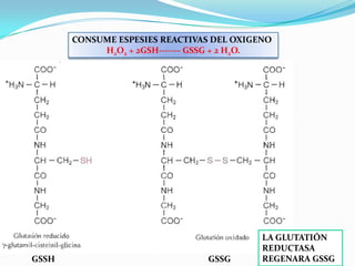 CONSUME ESPESIES REACTIVAS DEL OXIGENO
H2O2 + 2GSH------- GSSG + 2 H2O.
LA GLUTATIÓN
REDUCTASA
REGENARA GSSGGSSGGSSH
 