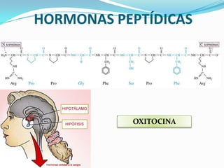 HORMONAS PEPTÍDICAS
OXITOCINA
 