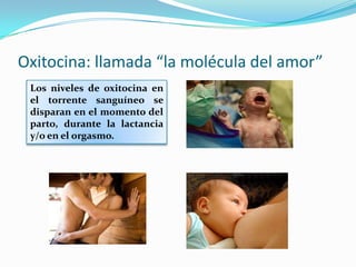 Oxitocina: llamada “la molécula del amor”
Los niveles de oxitocina en
el torrente sanguíneo se
disparan en el momento del
parto, durante la lactancia
y/o en el orgasmo.
 