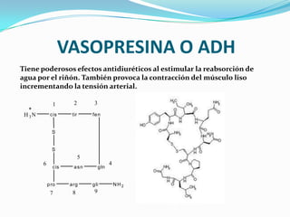 VASOPRESINA O ADH
Tiene poderosos efectos antidiuréticos al estimular la reabsorción de
agua por el riñón. También provoca la contracción del músculo liso
incrementando la tensión arterial.
H3N cis tir fen
glnasncis
S
S
pro arg gli NH2
1 2 3
4
5
6
7 8 9
 