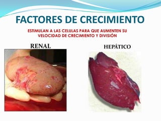 FACTORES DE CRECIMIENTO
RENAL HEPÁTICO
ESTIMULAN A LAS CELULAS PARA QUE AUMENTEN SU
VELOCIDAD DE CRECIMIENTO Y DIVISIÓN
 