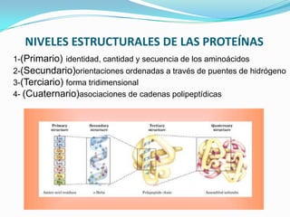NIVELES ESTRUCTURALES DE LAS PROTEÍNAS
1-(Primario) identidad, cantidad y secuencia de los aminoácidos
2-(Secundario)orientaciones ordenadas a través de puentes de hidrógeno
3-(Terciario) forma tridimensional
4- (Cuaternario)asociaciones de cadenas polipeptídicas
 