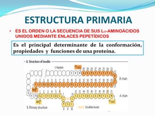 ESTRUCTURA PRIMARIA
• ES EL ORDEN O LA SECUENCIA DE SUS Lα-AMINOÁCIDOS
UNIDOS MEDIANTE ENLACES PEPETÍDICOS
Es el principal determinante de la conformación,
propiedades y funciones de una proteína.
 