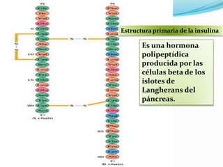 Estructura primaria de la insulina
Es una hormona
polipeptídica
producida por las
células beta de los
islotes de
Langherans del
páncreas.
 