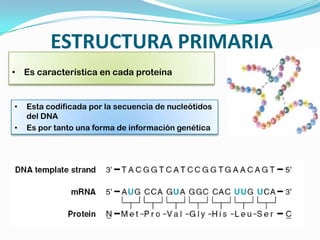 ESTRUCTURA PRIMARIA
• Es característica en cada proteína
• Esta codificada por la secuencia de nucleótidos
del DNA
• Es por tanto una forma de información genética
 