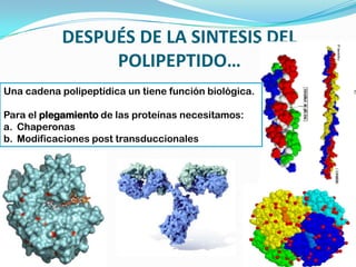 DESPUÉS DE LA SINTESIS DEL
POLIPEPTIDO…
Una cadena polipeptídica un tiene función biológica.
Para el plegamiento de las proteínas necesitamos:
a. Chaperonas
b. Modificaciones post transduccionales
 