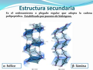 Estructura secundaria
Es el ordenamiento o plegado regular que adopta la cadena
polipeptídica. Estabilizado por puentes de hidrógeno.
α- hélice β- lámina
 