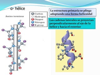 α- hélice La estructura primaria se pliega
adoptando una forma helicoidal
Las cadenas laterales se proyectan
perpendicularmente al eje de la
hélice y hacia el exterior
 