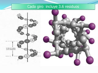 Cada giro incluye 3.6 residuos
 