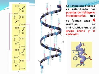 La estructura α-hélice
es estabilizada por
puentes de hidrógeno
intracatenarios que
se forman cada 4
residuos de
aminoácidos entre el
grupo amino y el
carboxilo.
 