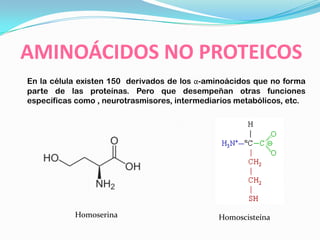 AMINOÁCIDOS NO PROTEICOS
En la célula existen 150 derivados de los α-aminoácidos que no forma
parte de las proteínas. Pero que desempeñan otras funciones
específicas como , neurotrasmisores, intermediarios metabólicos, etc.
Homoserina Homoscisteína
 