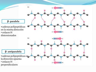 β- paralela
β- antiparalela
•cadenas polipeptídicas
en la misma dirección
• enlaces H
distorsionados
•cadenas polipeptídicas en
la dirección opuesta
• enlaces H
perpendiculares
 