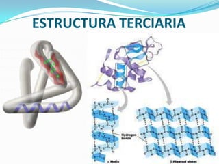 ESTRUCTURA TERCIARIA
 