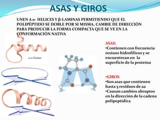 ASAS Y GIROS
ASAS:
•Contienen con frecuencia
resiuos hidrofílicos y se
encuentrean en la
superficie de la proteína
•GIROS
•Son asas que contienen
hasta 5 residuos de aa
•Causan cambios abruptos
en la dirección de la cadena
polipeptídica
UNEN A α- HELICES Y β-LAMINAS PERMITIENDO QUE EL
POLIPÉPTIDO SE DOBLE POR SI MISMA, CAMBIE DE DIRECCIÓN
PARA PRODUCIR LA FORMA COMPACTA QUE SE VE EN LA
CONFORMACIÓN NATIVA
 