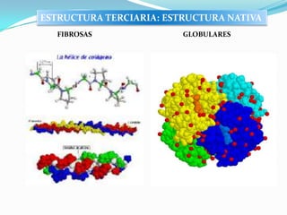 FIBROSAS GLOBULARES
ESTRUCTURA TERCIARIA: ESTRUCTURA NATIVA
 