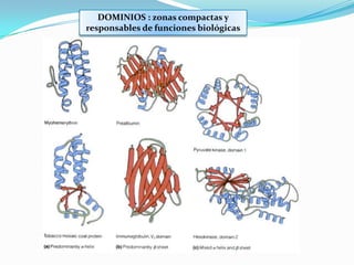 DOMINIOS : zonas compactas y
responsables de funciones biológicas
 