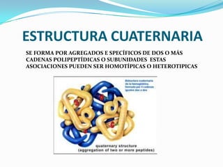 ESTRUCTURA CUATERNARIA
SE FORMA POR AGREGADOS E SPECÍFICOS DE DOS O MÁS
CADENAS POLIPEPTÍDICAS O SUBUNIDADES ESTAS
ASOCIACIONES PUEDEN SER HOMOTÍPICAS O HETEROTIPICAS
 