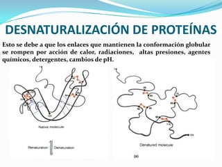 DESNATURALIZACIÓN DE PROTEÍNAS
Esto se debe a que los enlaces que mantienen la conformación globular
se rompen por acción de calor, radiaciones, altas presiones, agentes
químicos, detergentes, cambios de pH.
 