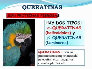 QUERATINAS
HAY DOS TIPOS:
α-QUERATINAS
(helicoidales) y
β-QUERATINAS
(Laminares)
QUERATINAS : Son las
proteínas más importantes del
pelo, uñas, escamas, garras,
cuernos, plumas, etc.
SON PROTEÍNAS FIBROSAS
 