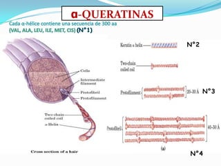 N°2
N°3
N°4
α-QUERATINAS
 