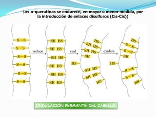 ONDULACIÓN PERMANTE DEL CABELLO
Las α-queratinas se endurece, en mayor o menor medida, por
la introducción de enlaces disulfuros (Cis-Cis))
 