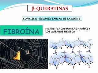 FIBROÍNA
β-QUERATINAS
FIBRAS TEJIDAS POR LAS ARAÑAS Y
LOS GUSANOS DE SEDA
CONTIENE REGIONES LARGAS DE LÁMINA β
 
