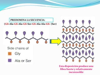 (Gli-Ala-Gli-Ala-Gli-Ser-Gli-Ala-Ala-Gli- (Ser)
PREDOMINA LA SECUENCIA:
Esta disposición produce una
fibra fuerte y relativamente
inextensible
 