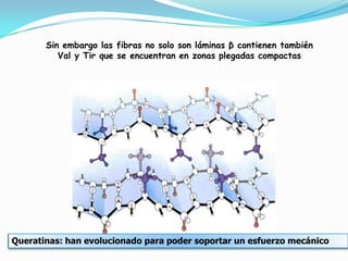 Sin embargo las fibras no solo son láminas β contienen también
Val y Tir que se encuentran en zonas plegadas compactas
Queratinas: han evolucionado para poder soportar un esfuerzo mecánico
 