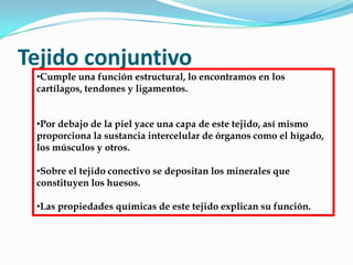 Tejido conjuntivo
•Cumple una función estructural, lo encontramos en los
cartílagos, tendones y ligamentos.
•Por debajo de la piel yace una capa de este tejido, así mismo
proporciona la sustancia intercelular de órganos como el hígado,
los músculos y otros.
•Sobre el tejido conectivo se depositan los minerales que
constituyen los huesos.
•Las propiedades químicas de este tejido explican su función.
 