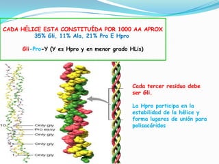 Cada tercer residuo debe
ser Gli.
La Hpro participa en la
estabilidad de la hélice y
forma lugares de unión para
polisacáridos
CADA HÉLICE ESTA CONSTITUÍDA POR 1000 AA APROX
35% Gli, 11% Ala, 21% Pro E Hpro
Gli-Pro-Y (Y es Hpro y en menor grado HLis)
 