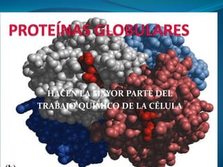 HACEN LA MAYOR PARTE DEL
TRABAJO QUÍMICO DE LA CÉLULA
 