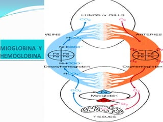 MIOGLOBINA Y
HEMOGLOBINA
 