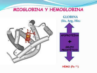 MIOGLOBINA Y HEMOGLOBINA
GLOBINA
(lis, Arg, His)
APOPROTEÍNA
+
GRUPO
PROSTÉTICO
HEMO (Fe 2+)
 