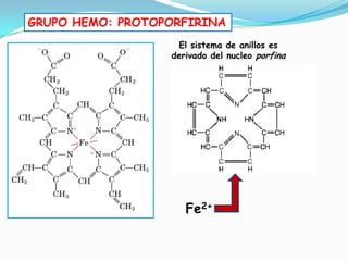 GRUPO HEMO: PROTOPORFIRINA
El sistema de anillos es
derivado del nucleo porfina
Fe2+
 