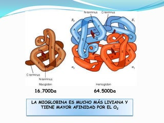 64.500Da16.700Da
LA MIOGLOBINA ES MUCHO MÁS LIVIANA Y
TIENE MAYOR AFINIDAD POR EL O2
 
