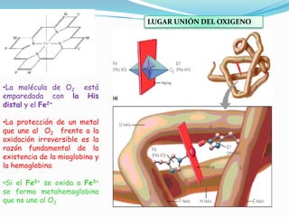 •La molécula de O2 está
emparedada con la His
distal y el Fe2+
•La protección de un metal
que une al O2 frente a la
oxidación irreversible es la
razón fundamental de la
existencia de la mioglobina y
la hemoglobina
•Si el Fe2+ se oxida a Fe3+
se forma metahemoglobina
que no une al O2
LUGAR UNIÓN DEL OXIGENO
 