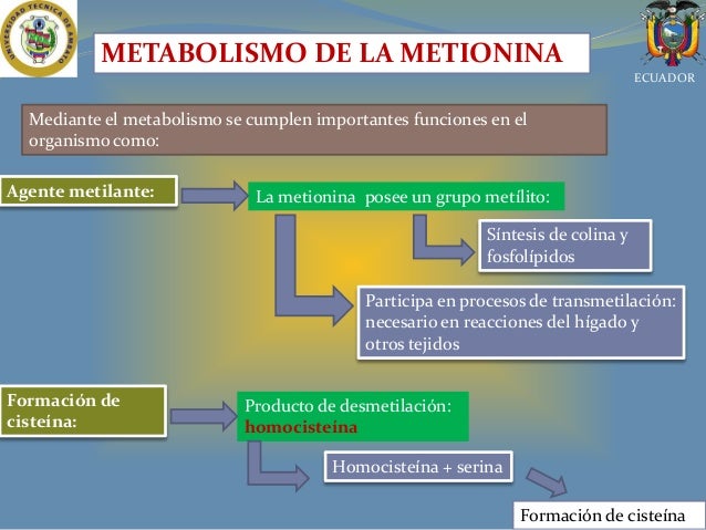 Aminoacidos En La Alimentación Animal