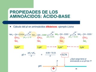 PROPIEDADES DE LOS AMINOÁCIDOS: ÁCIDO-BASE Cálculo del pI en aminoácidos  dibásicos :  ejemplo Lisina pK a = 2,18   pK b =8,95 pK R = 10,53 Lys 2+ Lys + Lys +/- Lys  - + - ¿Qué carga tiene el aminoácido a un pH de 7? 7 (CH 2 ) 4  + NH 3   + NH 3  – CH -COOH H  + H  + H  + + NH 3  – CH –  COO   - (CH 2 ) 4  + NH 3   NH 2 – CH - COO   - (CH 2 ) 4  + NH 3   NH 2  – CH - COO   - (CH 2 ) 4  NH 2   pI = = = 9,74 pK b + pK R 2 8,95+ 10,53 2 pH 