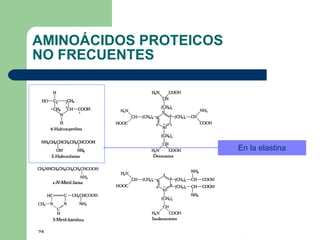 AMINOÁCIDOS PROTEICOS  NO FRECUENTES En la elastina 