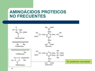 AMINOÁCIDOS PROTEICOS  NO FRECUENTES En proteínas musculares 