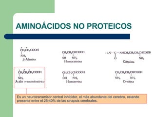 AMINOÁCIDOS NO PROTEICOS Es un neurotransmisor central inhibidor, el más abundante del cerebro, estando presente entre el 25-40% de las sinapsis cerebrales. 