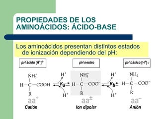 PROPIEDADES DE LOS AMINOÁCIDOS: ÁCIDO-BASE Los aminoácidos presentan distintos estados de ionización dependiendo del pH: 