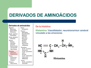 DERIVADOS DE AMINOÁCIDOS De la Histidina: Histamina : Vasodilatador; neurotransmisor cerebral vinculado a las emociones 