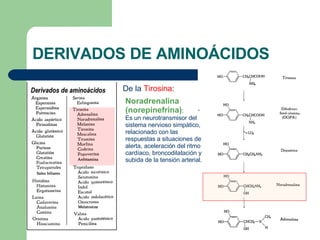 DERIVADOS DE AMINOÁCIDOS De la  Tirosina : Noradrenalina (norepinefrina) :  Es un neurotransmisor del sistema nervioso simpático, relacionado con las respuestas a situaciones de alerta, aceleración del ritmo cardíaco, broncodilatación y subida de la tensión arterial. 