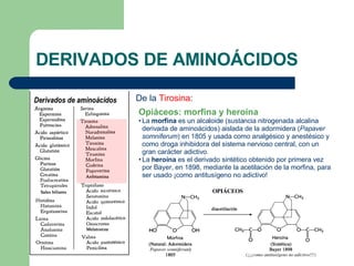 DERIVADOS DE AMINOÁCIDOS De la  Tirosina : Opiáceos: morfina y heroína   La  morfina  es un alcaloide (sustancia nitrogenada alcalina derivada de aminoácidos) aislada de la adormidera ( Papaver somniferum ) en 1805 y usada como analgésico y anestésico y como droga inhibidora del sistema nervioso central, con un gran carácter adictivo. La  heroína  es el derivado sintético obtenido por primera vez por Bayer, en 1898, mediante la acetilación de la morfina, para ser usado ¡como antitusígeno no adictivo! 