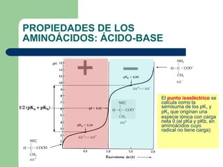 PROPIEDADES DE LOS AMINOÁCIDOS: ÁCIDO-BASE El  punto isoeléctrico  se calcula como la semisuma de los pK 1  y pK 2  que originan una especie iónica con carga neta 0 (el pKa y pKb, en aminoácidos cuyo radical no tiene carga) 